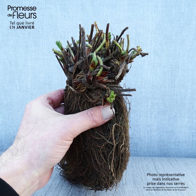 Strawberry Magnum Marionnet 97 - Fragaria ananassa Bare root sample as delivered in winter