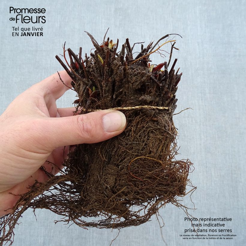 Strawberry Manille - Fragaria ananassa Bare root sample as delivered in winter