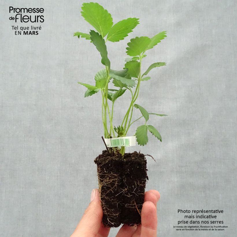 Wild Strawberry Mara des Bois plants (everbearing) - Fragaria vesca Root ball 5cm x 7cm sample as delivered in spring