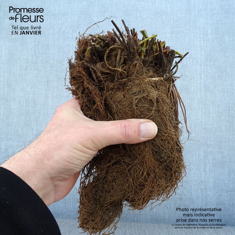 Wild Strawberry Mara des Bois plants (everbearing) Bare root sample as delivered in winter