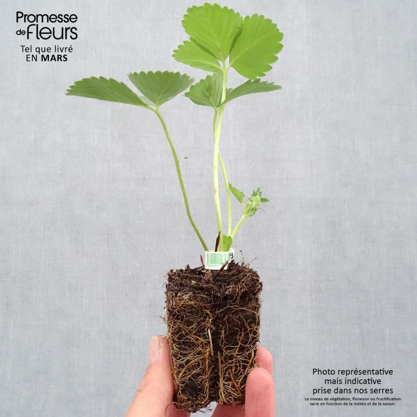 Organic Strawberry Mariguette plants (everbearing) - Fragaria ananassa Root ball 5cm x 7cm sample as delivered in spring