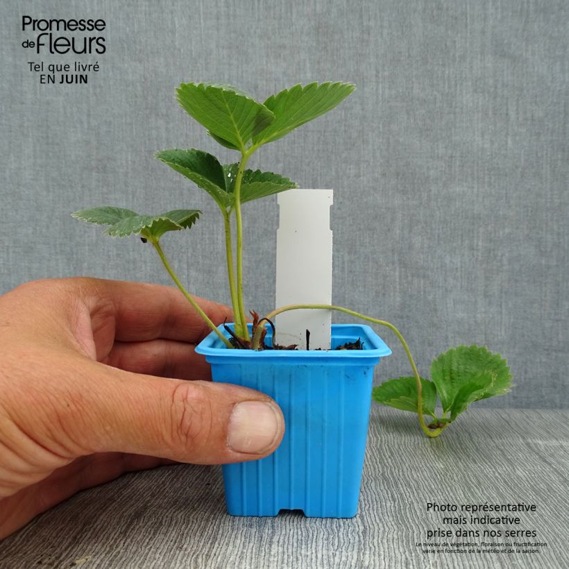 Strawberry Mariguette plants (everbearing) - Fragaria ananassa 7/8 cm pot sample as delivered in summer