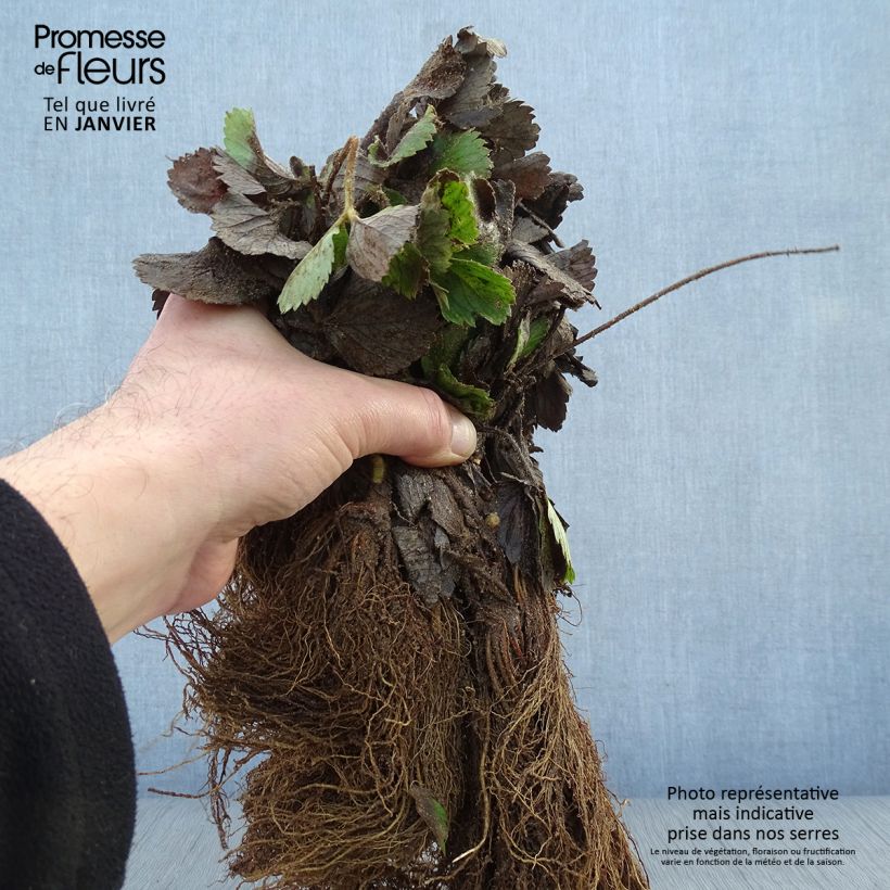 Strawberry Mariguette plants (everbearing) - Fragaria ananassa Bare root sample as delivered in winter