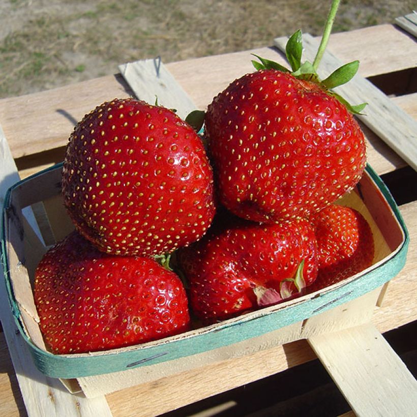 Strawberry Maxim - Fragaria ananassa (Harvest)