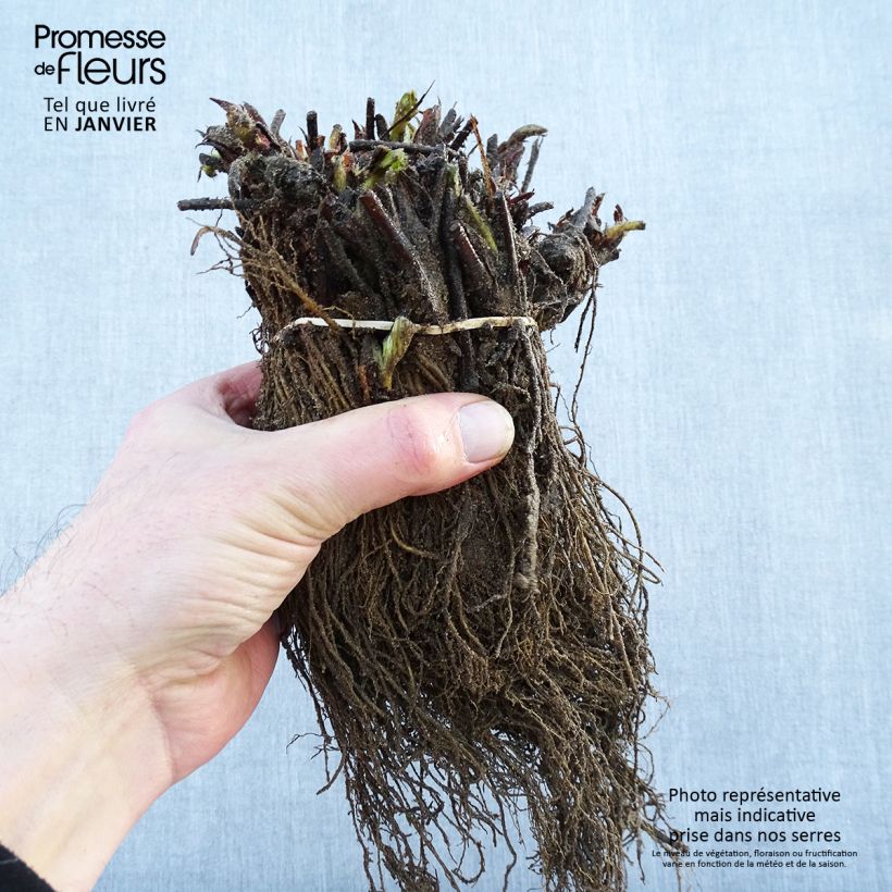 Strawberry Maxim - Fragaria ananassa Bare root sample as delivered in winter
