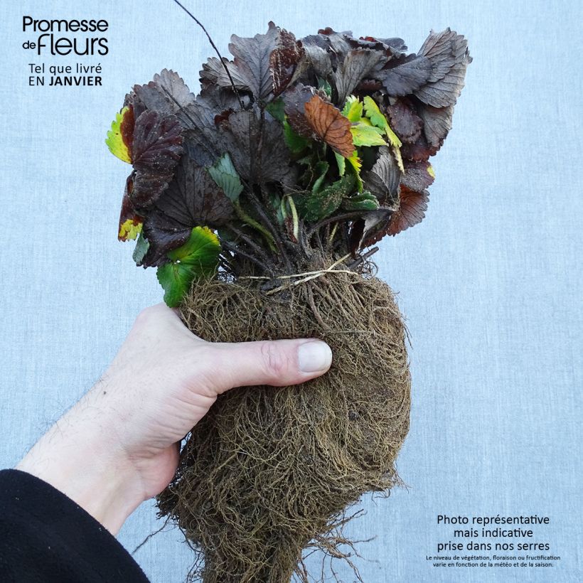 Wild Strawberry Reine des Vallées - Fragaria vesca Bare root sample as delivered in winter