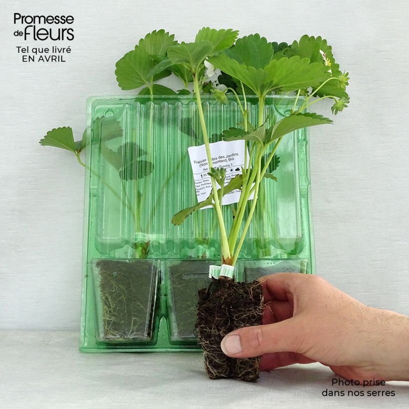 Organic Strawberry Rubis des Jardins - Fragaria ananassa Root ball 5cm x 7cm sample as delivered in spring