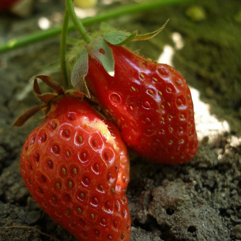 Organic Strawberry Rubis des Jardins - Fragaria ananassa (Harvest)
