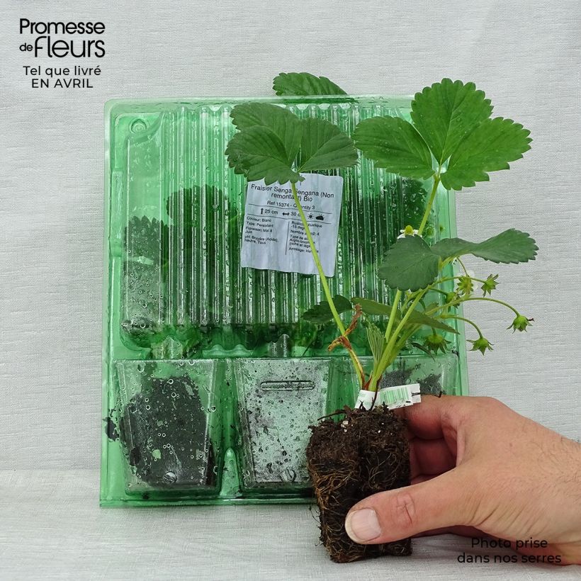 Organic Strawberry Senga Sengana - Fragaria ananassa Root ball 5cm x 7cm sample as delivered in spring