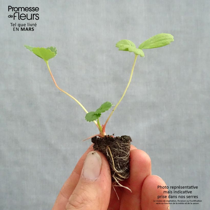 Strawberry Toscana F1 Deep Rose plugs - Fragaria ananassa Plug plant 3/4cm sample as delivered in spring