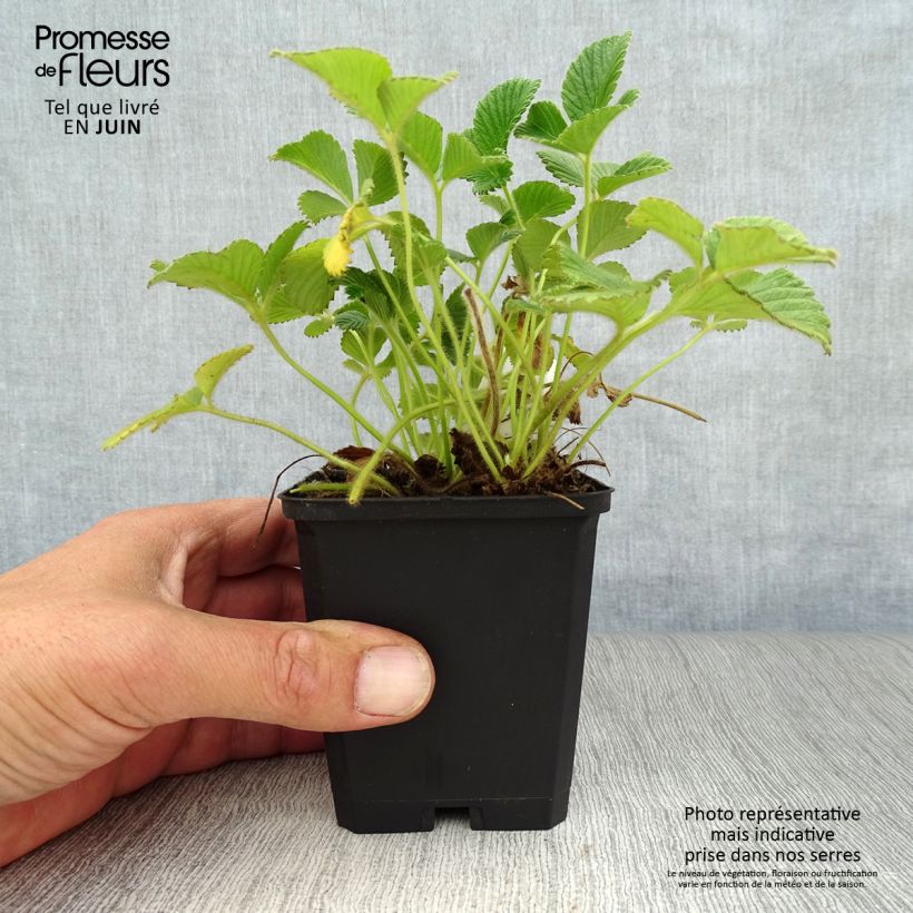 Fragaria rubicolia Mont Omei 8/9 cm pot sample as delivered in summer