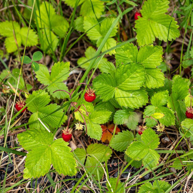 Fragaria vesca (Plant habit)