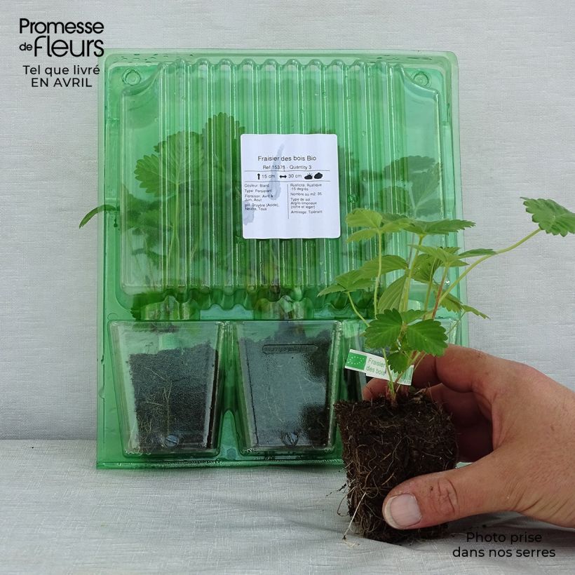Organic Wild Strawberry - Fragaria vesca Root ball 5cm x 7cm sample as delivered in spring