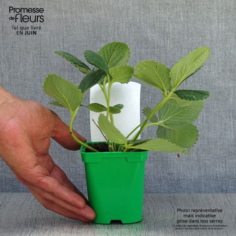 Climbing strawberry Mount Everest plants - Fragaria ananassa 10cm/11cm pot sample as delivered in summer