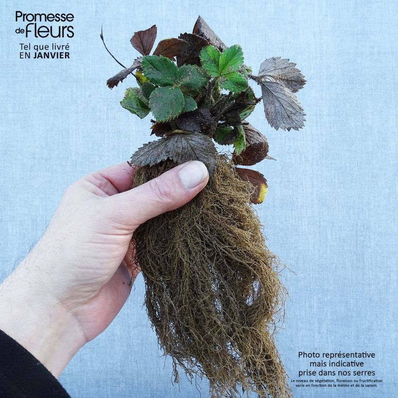 Climbing strawberry Mount Everest plants - Fragaria ananassa Bare root sample as delivered in winter