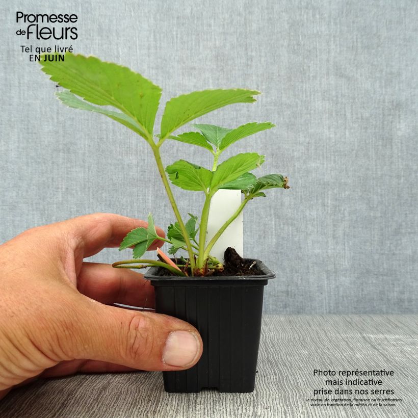 Strawberry Maestro - Fragaria ananassa 7/8 cm pot sample as delivered in summer