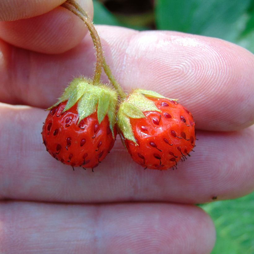 Fragaria Pink Panda (Harvest)