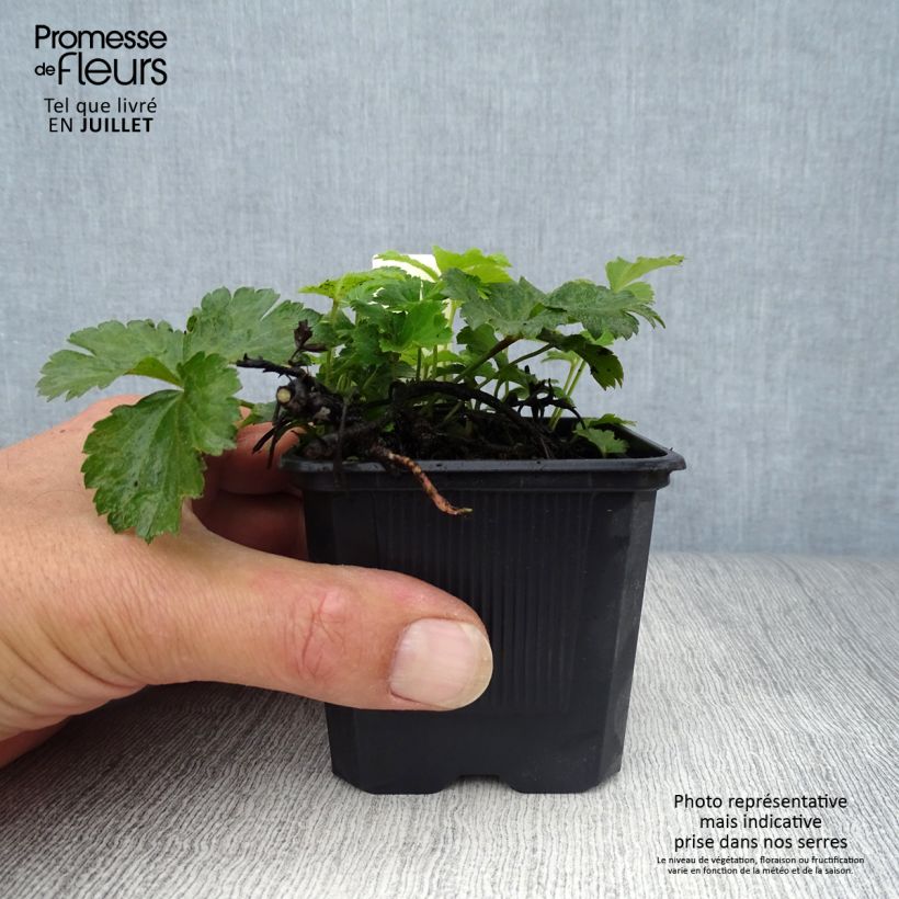 Waldsteinia ternata 8/9 cm pot sample as delivered in summer