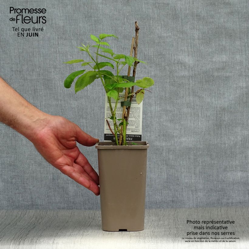 Raspberry Aroma Queen (Everbearing) - Rubus idaeus 1.5L/2L pot, Clump sample as delivered in summer