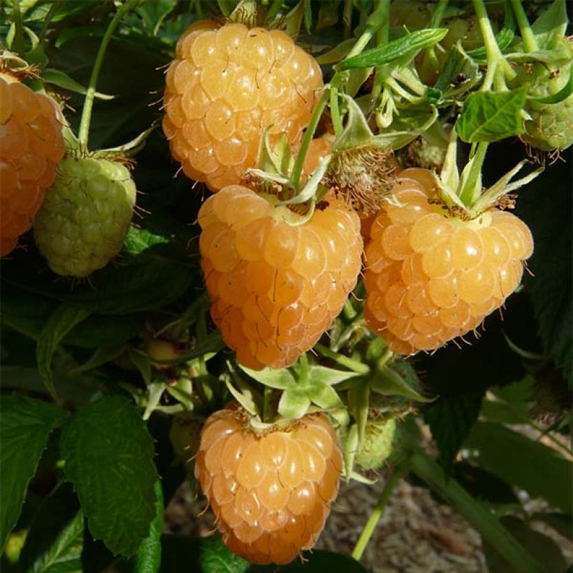 Raspberry Autumn Amber (Everbearing) - Rubus idaeus (Harvest)
