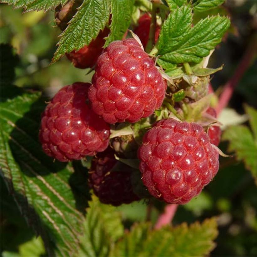 Raspberry Autumn First (Everbearing) - Rubus idaeus (Harvest)