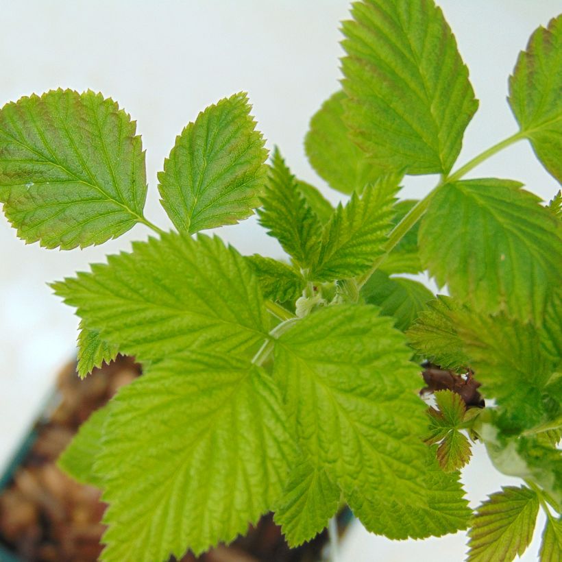 Raspberry Autumn First (Everbearing) - Rubus idaeus (Foliage)