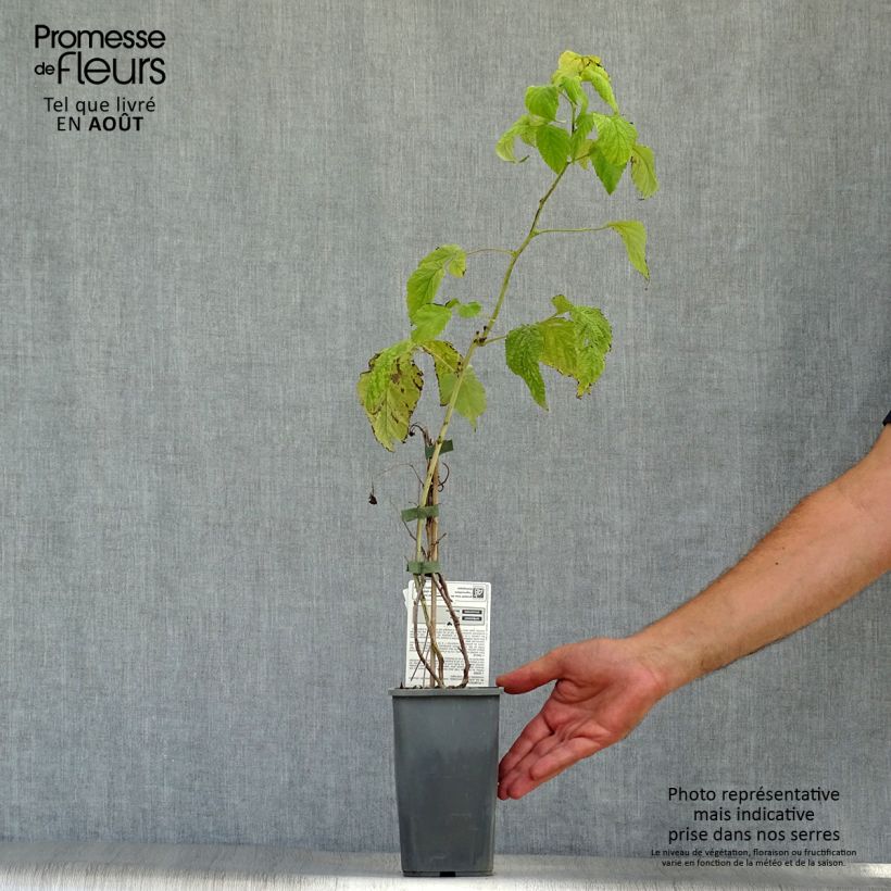 Organic Raspberry Autumn Happy Malling (Everbearing) - Rubus idaeus 1.5L/2L pot, Bush sample as delivered in summer