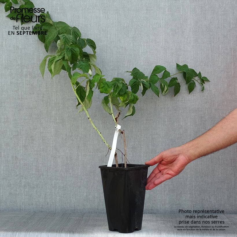 Rubus idaeus Autumn Passion - Raspberry 2L/3L pot, Clump sample as delivered in summer