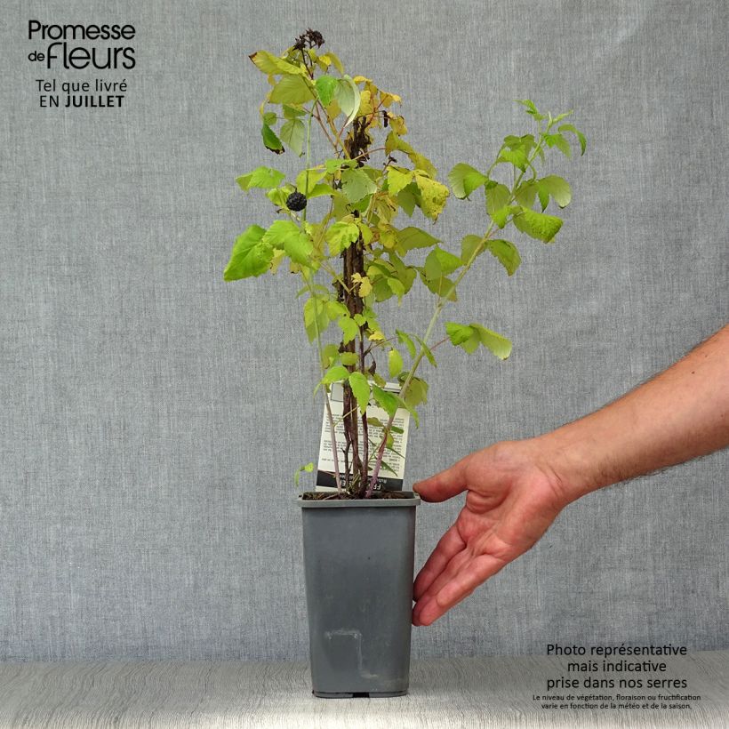 Black Jewel Raspberry - Rubus occidentalis 1.5L/2L pot, Clump sample as delivered in summer