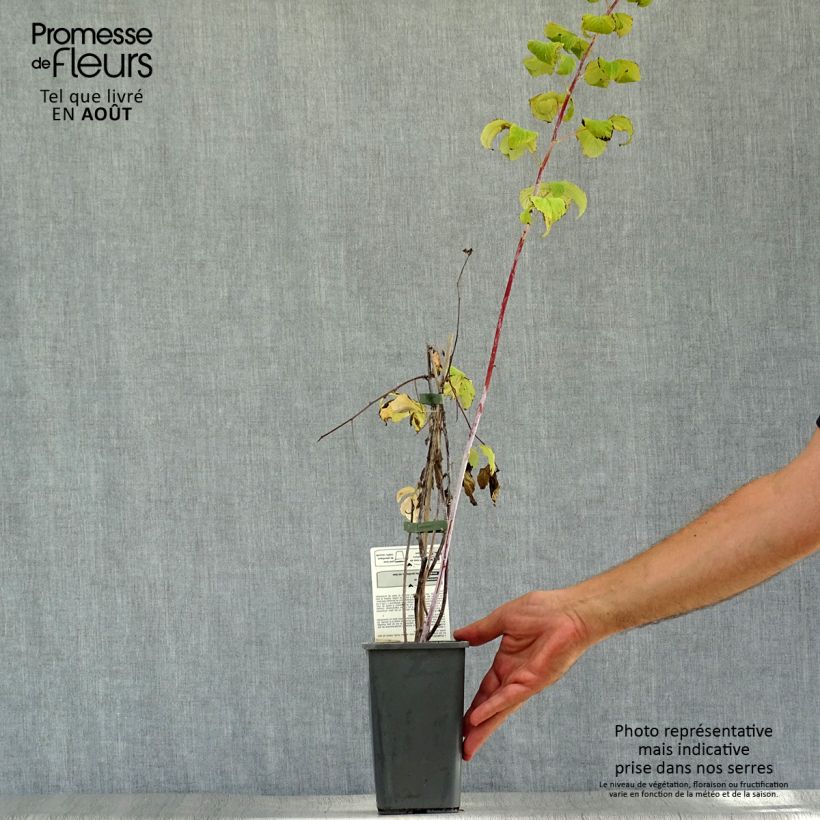 Organic Black Jewel Raspberry - Rubus idaeus 1.5L/2L pot, Clump sample as delivered in summer