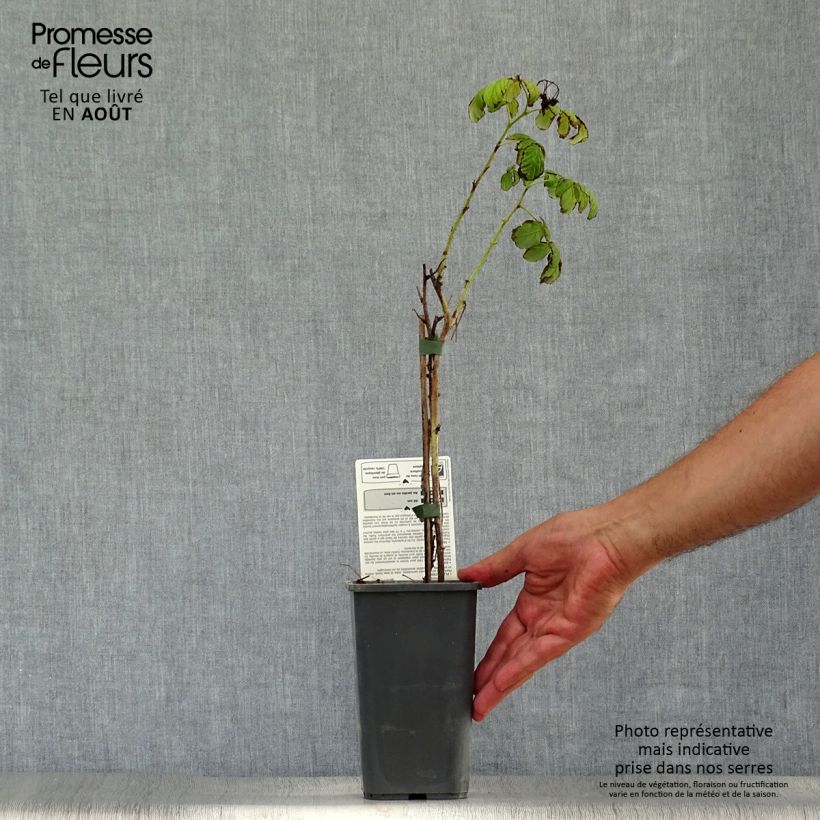 Organic Raspberry Bohemian (Everbearing) - Rubus idaeus 1.5L/2L pot, Clump sample as delivered in summer
