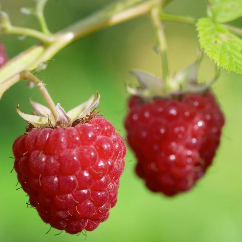 Organic Raspberry Delice de framboise - Rubus idaeus (Harvest)