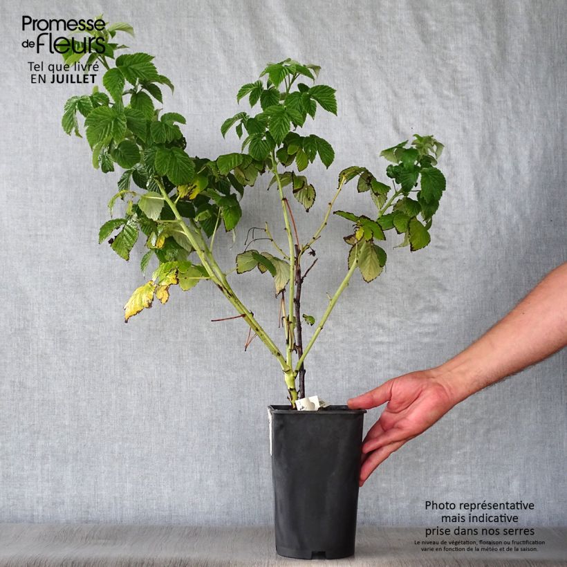 Rubus idaeus Fall Gold - Raspberry 1.5L/2L pot sample as delivered in summer