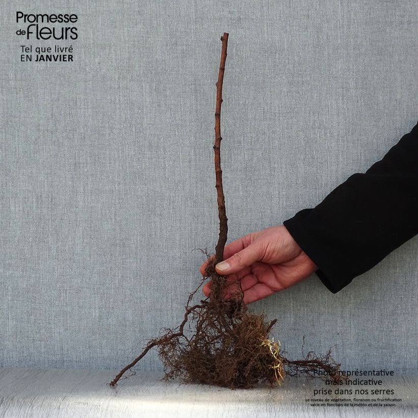 Rubus idaeus Fall Gold - Raspberry Bare root sample as delivered in winter