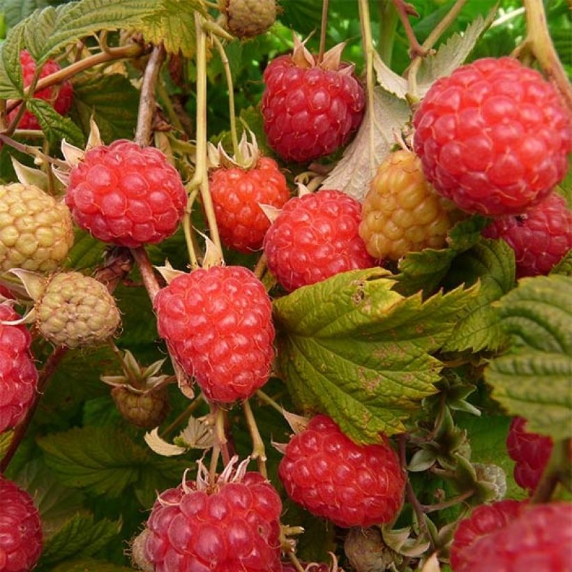 Organic Raspberry Glen Ample Raspberry - Rubus idaeus (Harvest)