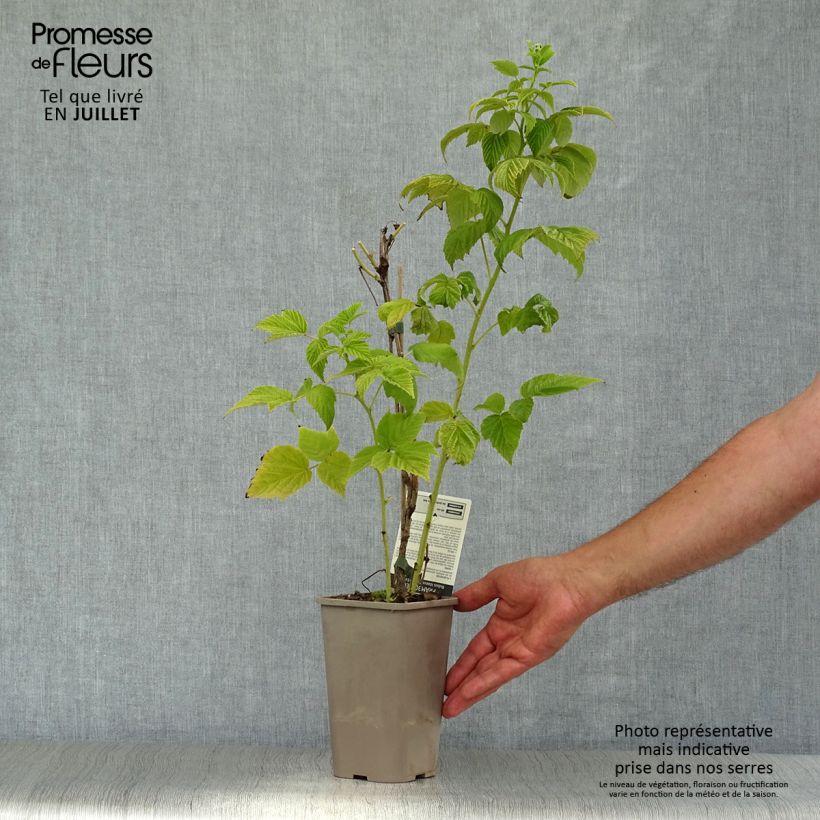 Raspberry Golden Everest- Rubus idaeus 1.5L/2L pot, Clump sample as delivered in summer