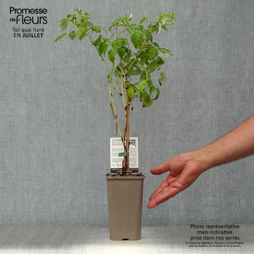 Organic Raspberry Golden Everest- Rubus idaeus 1.5L/2L pot, Clump sample as delivered in summer