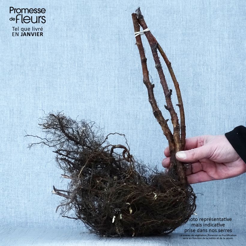 Rubus idaeus Heritage - Raspberry Bare root sample as delivered in winter