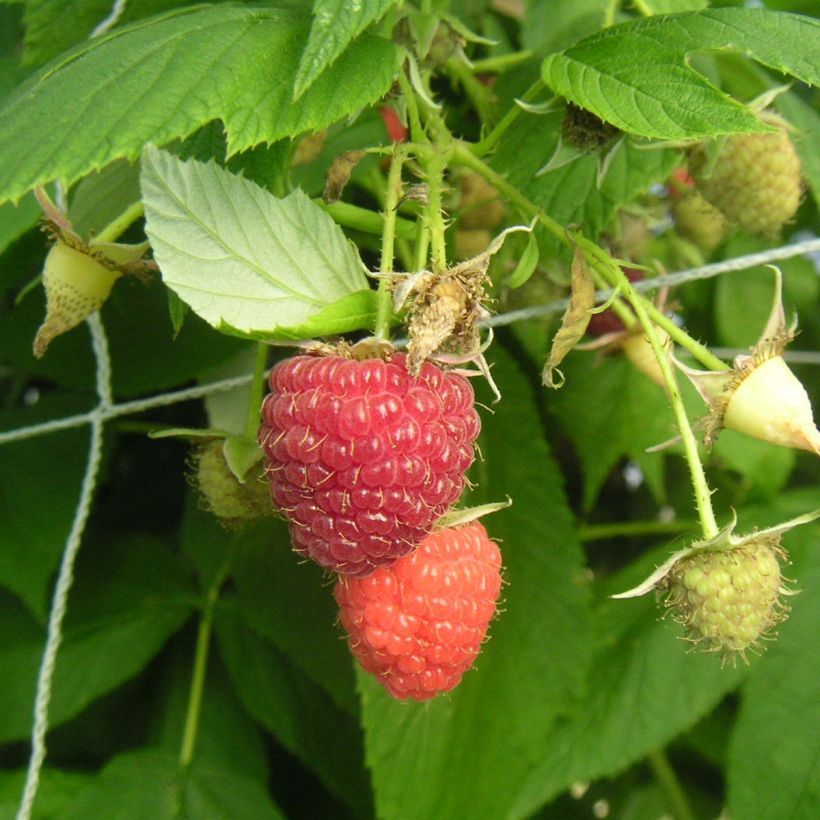 Organic Raspberry Heritage- Rubus idaeus (Harvest)