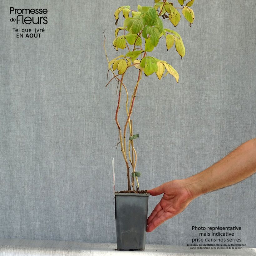 Organic Raspberry Heritage- Rubus idaeus 1.5L/2L pot, Clump sample as delivered in summer