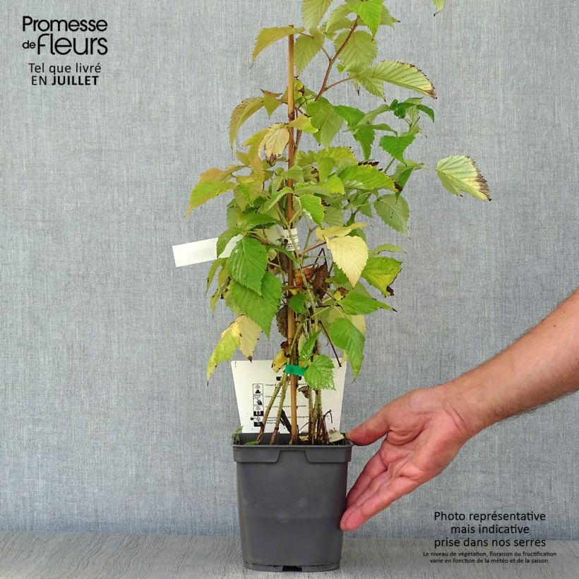 Raspberry Magnific Delbard- Rubus idaeus 2L/3L pot, Clump sample as delivered in summer