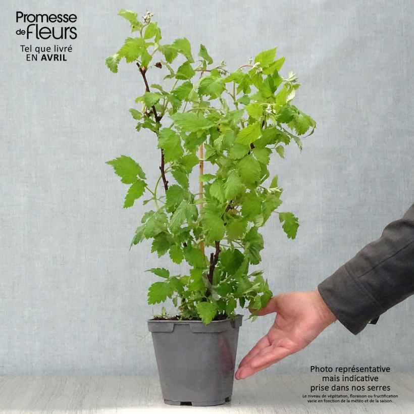 Raspberry Magnific Delbard- Rubus idaeus 2L/3L pot, ClumpShipped height around 30/40cm sample as delivered in spring