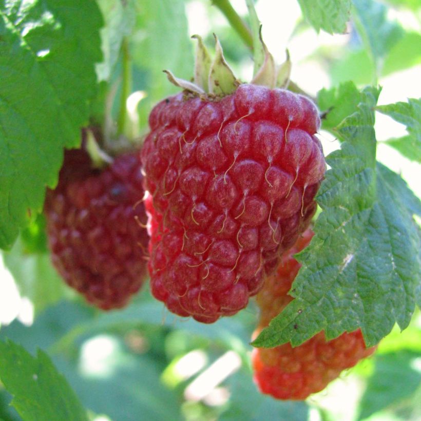 Organic Raspberry Autumn Happy Malling (Everbearing) - Rubus idaeus (Harvest)