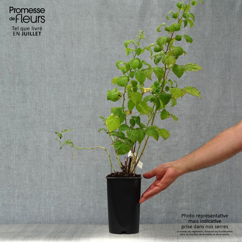 Raspberry Malling Promise- Rubus idaeus 2L/3L pot sample as delivered in summer
