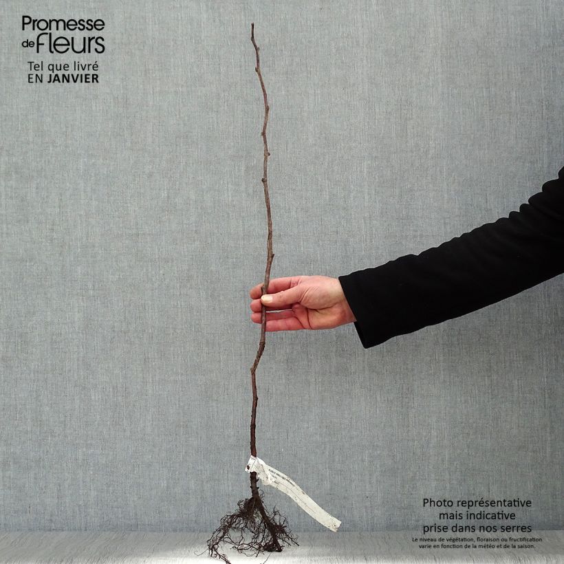 Raspberry Malling Promise- Rubus idaeus Bare root, Bush sample as delivered in winter