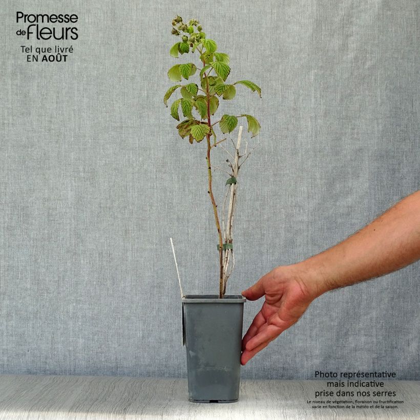 Organic Raspberry Marastar- Rubus idaeus 1.5L/2L pot, Clump sample as delivered in summer