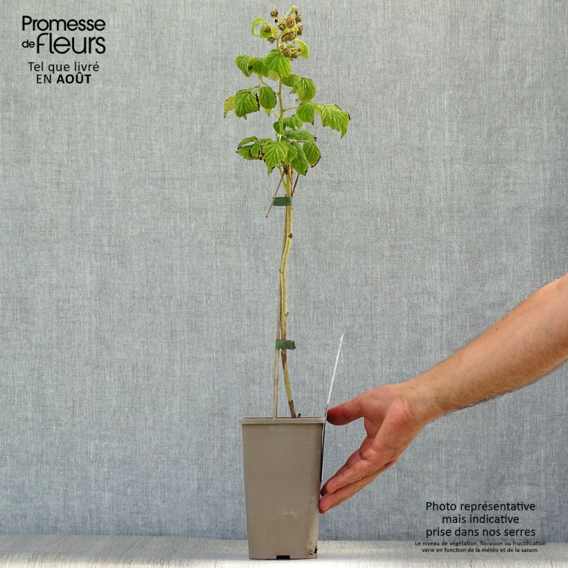 Rubus idaeus Marastar - Raspberry 1.5L/2L pot, Clump sample as delivered in summer