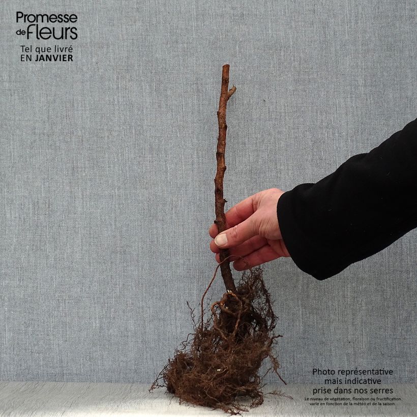 Rubus idaeus Marastar - Raspberry Bare root sample as delivered in winter