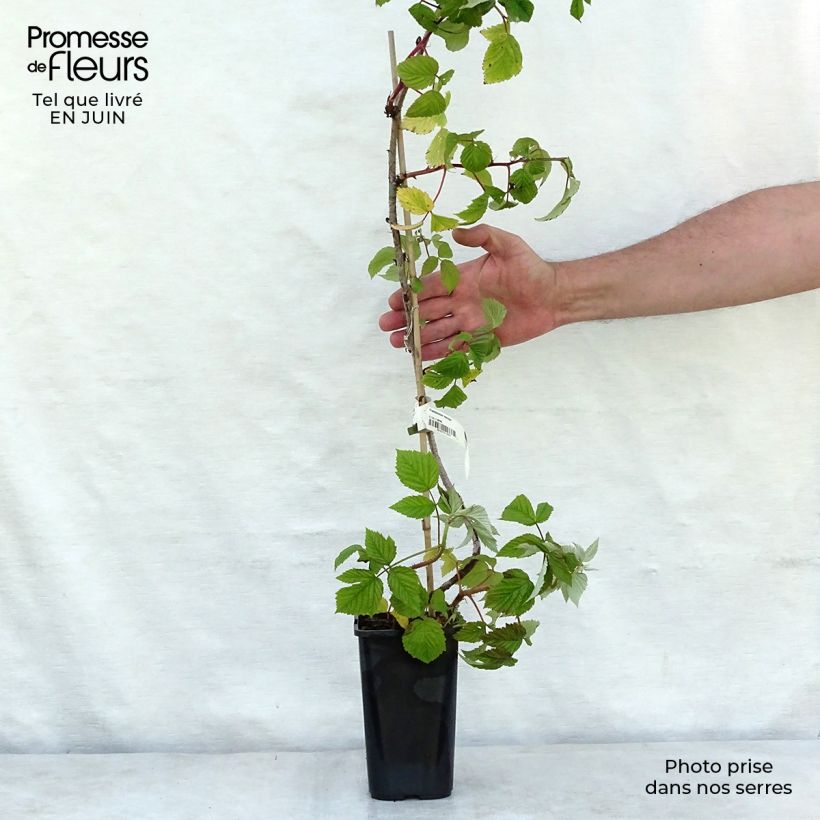 Rubus idaeus Meeker - Raspberry 2L/3L pot sample as delivered in summer
