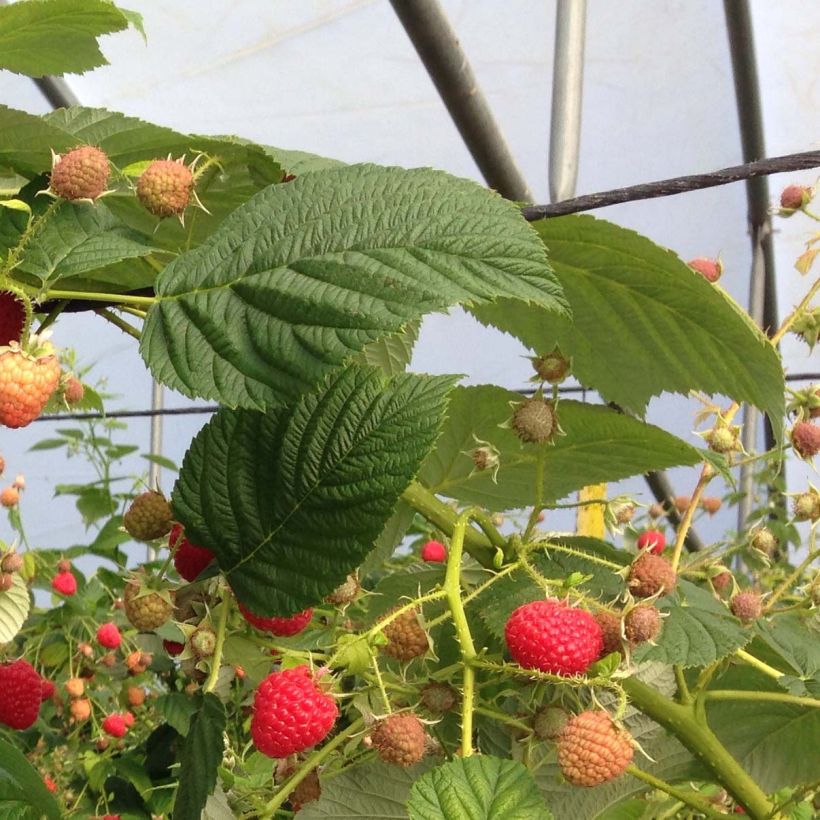 Rubus idaeus Paris - Raspberry (Foliage)